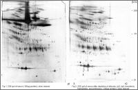 2DE of plasma with and without depletion of high a